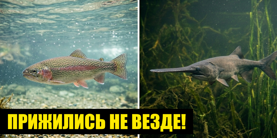 10 видов рыб, которые завезли в СССР из Америки
