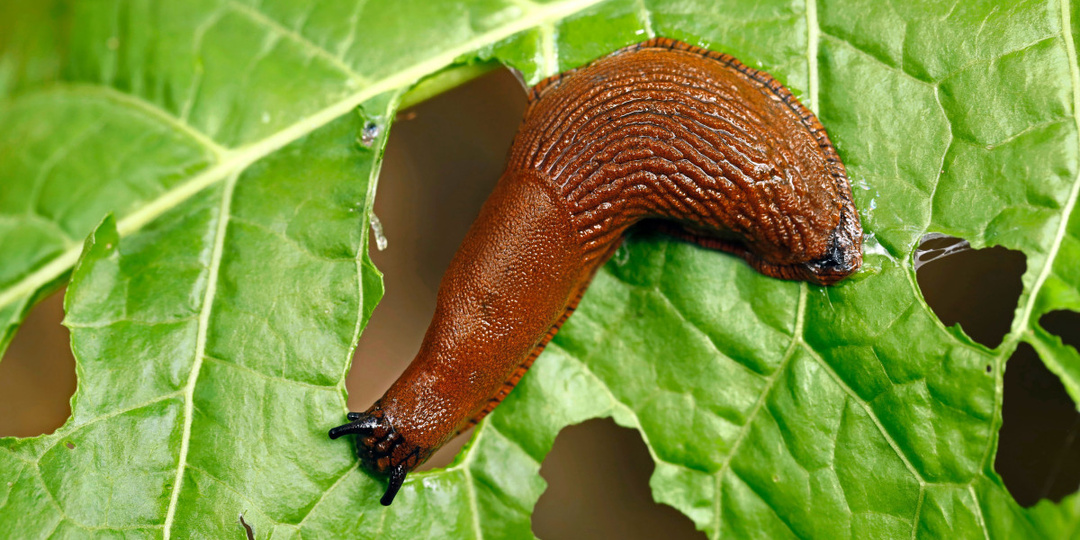 🐛 Слизни съедают весь урожай? Что делать?