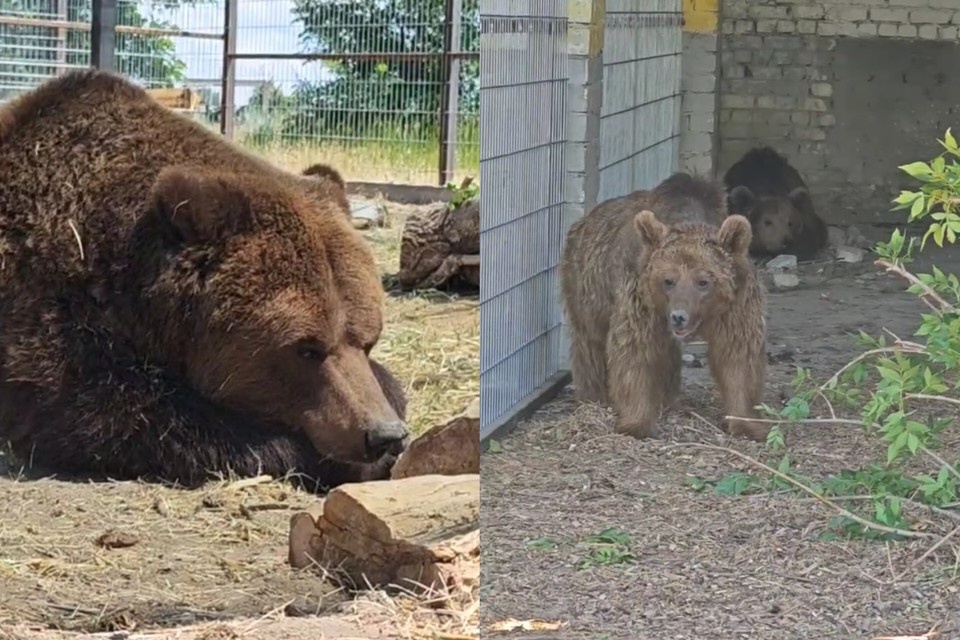    На фото Алекс и Маша из дербентского зоопарка. Фото: стоп-кадр видео зооцентра «Дино»