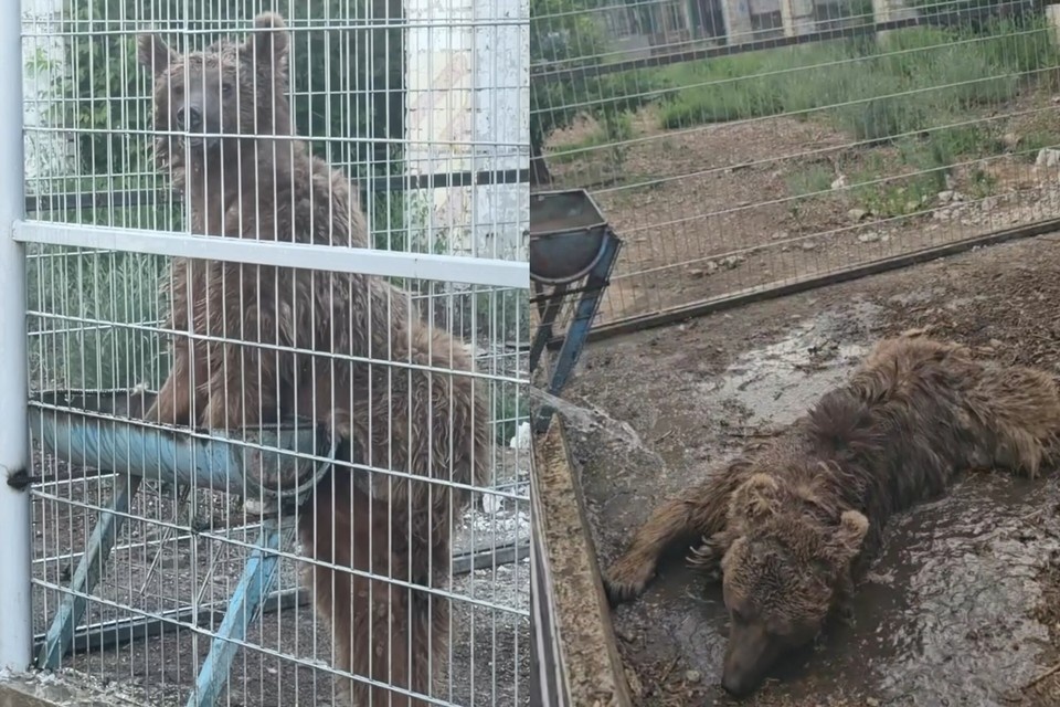    Маша бросилась купаться в поилке. Фото: стоп-кадр видео зооцентра «Дино»