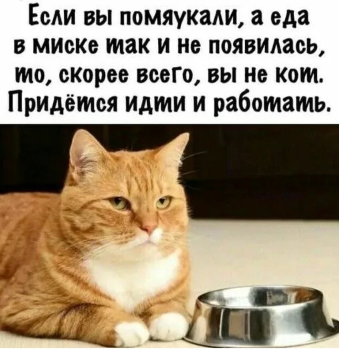Котик,--взято из интернета с целью ознакомления. 