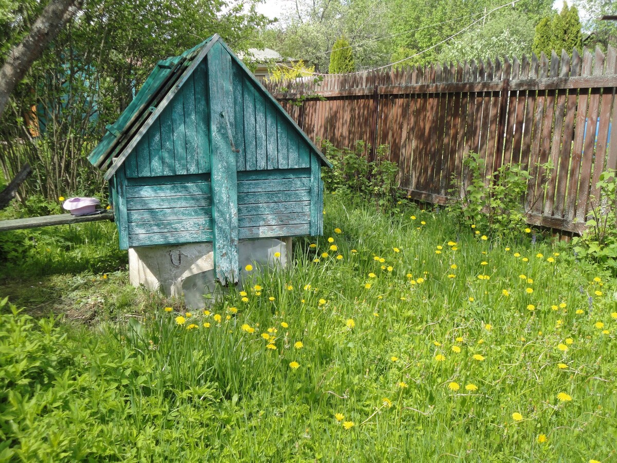    Сорняки — неистребимые спутники садовода. Фото автора