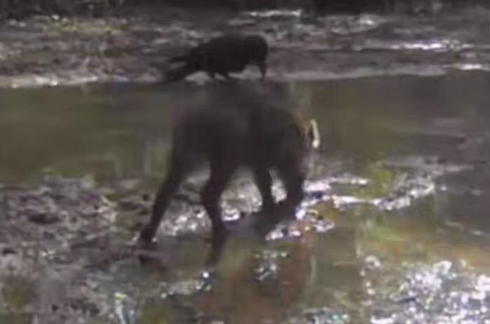 Обложка © Telegram / Amur Mash