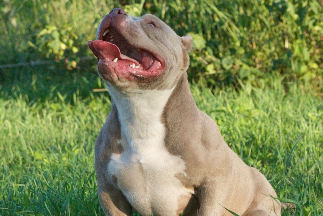 Aysbullyes Bounty