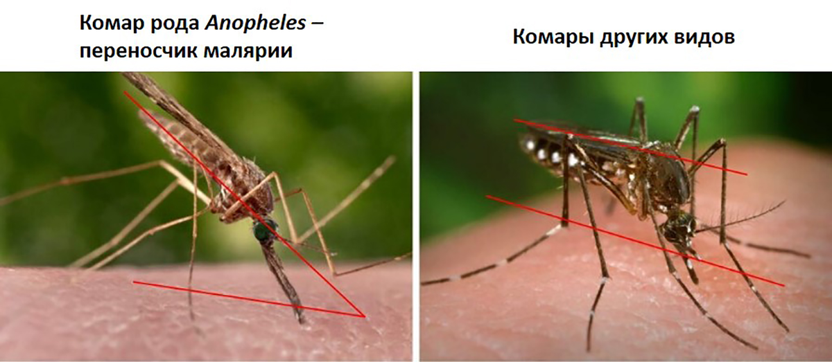 Малярийные комары действительно есть, но они выглядят как самые обычные маленькие комарики. Единственный надёжный способ определить, что комар относится к видам переносчикам малярии — это посмотреть на угол наклона во время укуса. Но кто будет так заморачиваться? В целом, это не то, о чём стоит беспокоиться, малярия почти полностью побеждена в России. 