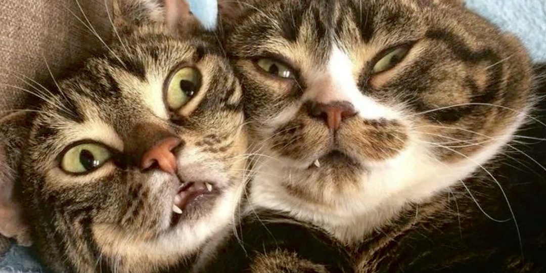 1 кот хорошо, а 2 – еще лучше: смешные моменты с котами. Часть 1