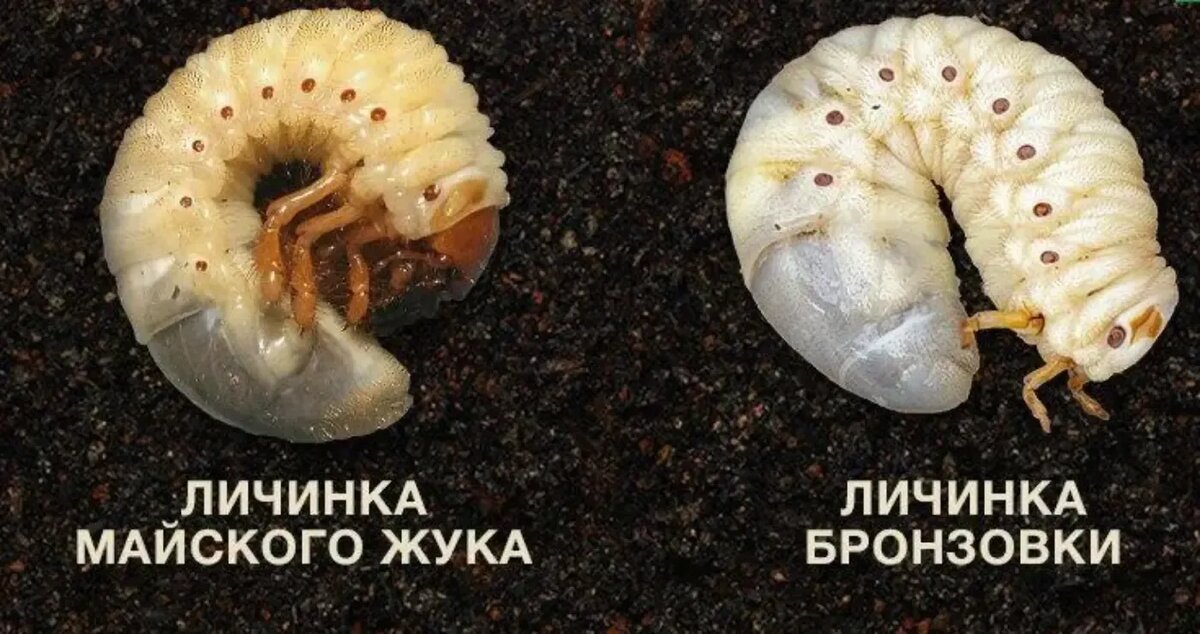 Источник: hibiny.ru