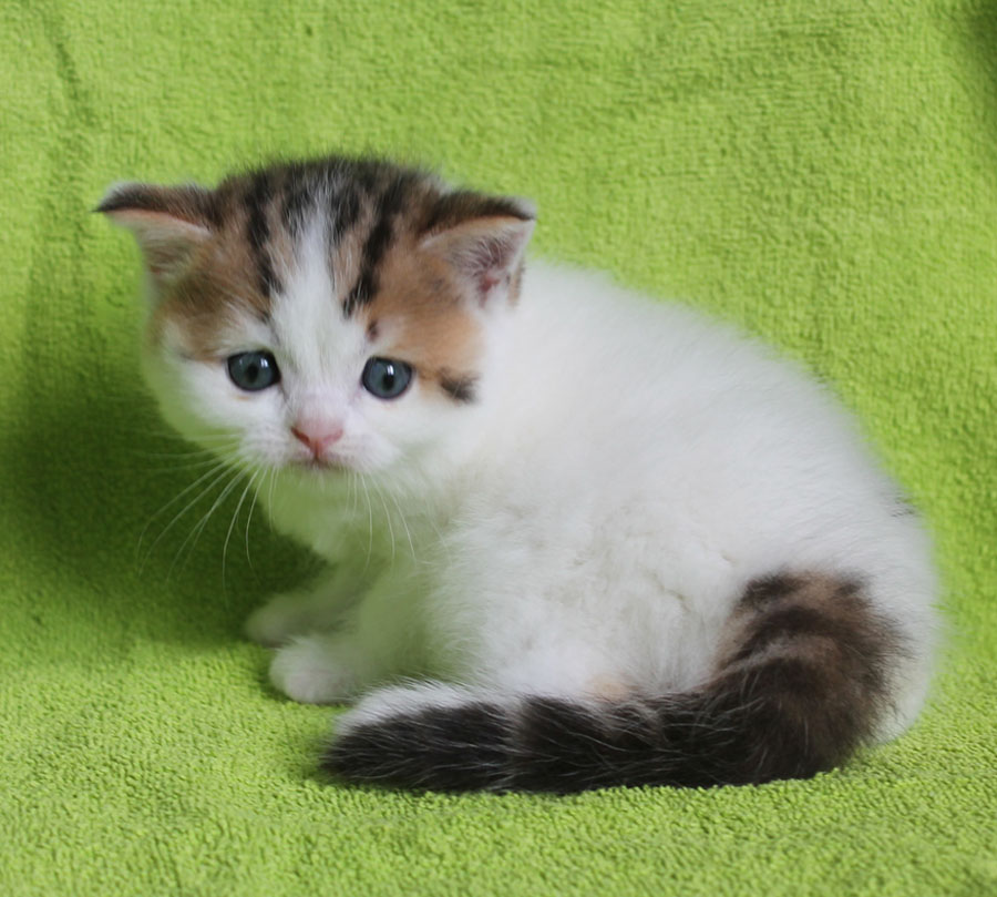Котик из питомника Real cats имеет ген S