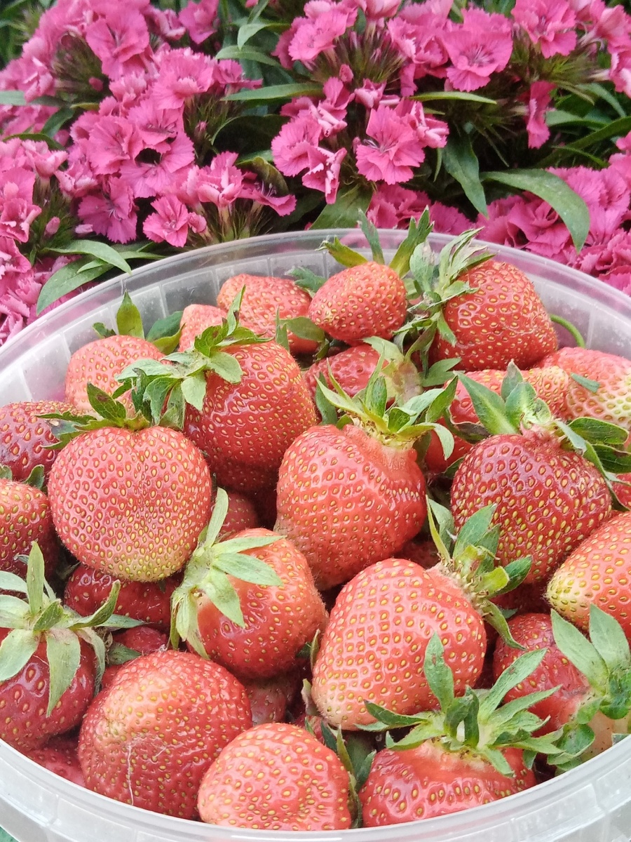 Лето в каждой ягоде. Мой урожай  – моё вдохновение. 🍓
