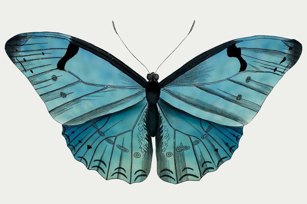 Фото с сайта: https://ru.pinterest.com/pin/vintage-common-blue-butterfly-illustration-design-element--823877325576063418/