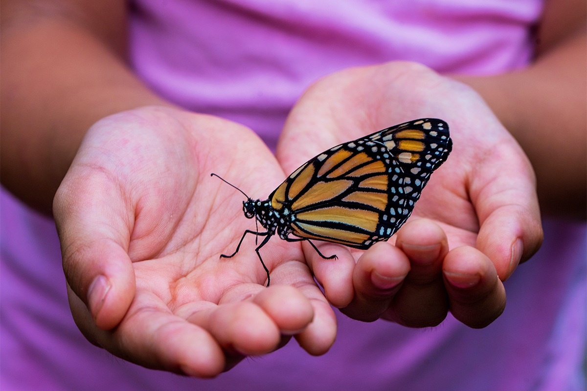 Фото с сайта: https://extension.illinois.edu/news-releases/explore-magical-world-butterflies