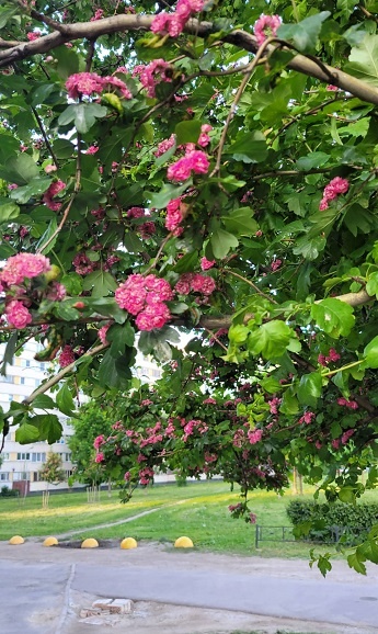 Цветы