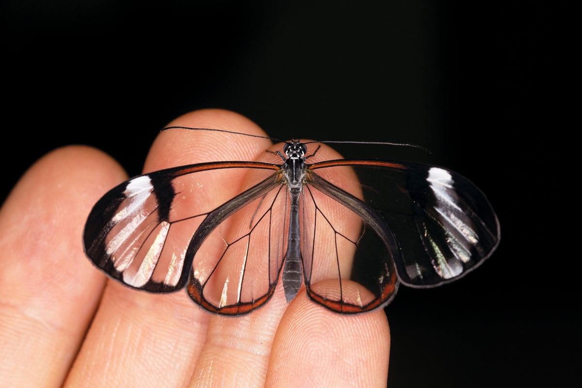 Фото с сайта: https://www.scientificamerican.com/article/see-through-the-glasswing-butterflys-fascinating-wings/?error=cookies_not_supported&code=a28d3b6e-9b7f-4ca4-ad28-6dfd3700a4ab