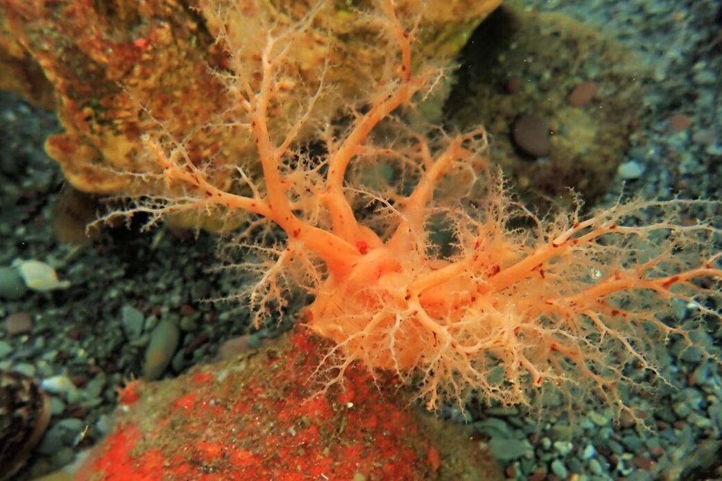     Ученые обнаружили у морского огурца «бессмертные» ткани