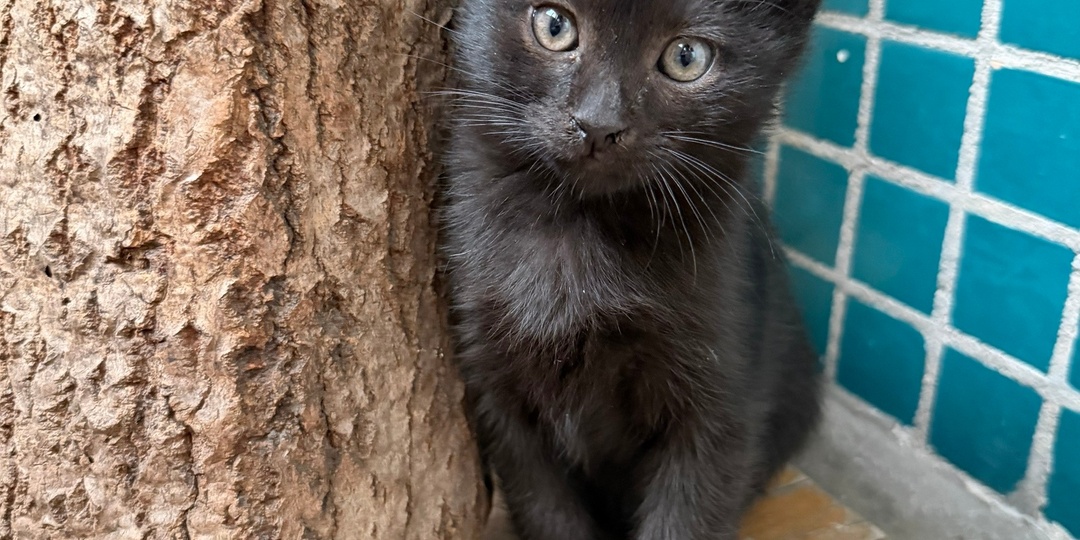 😻Мэй ищет дом🏡