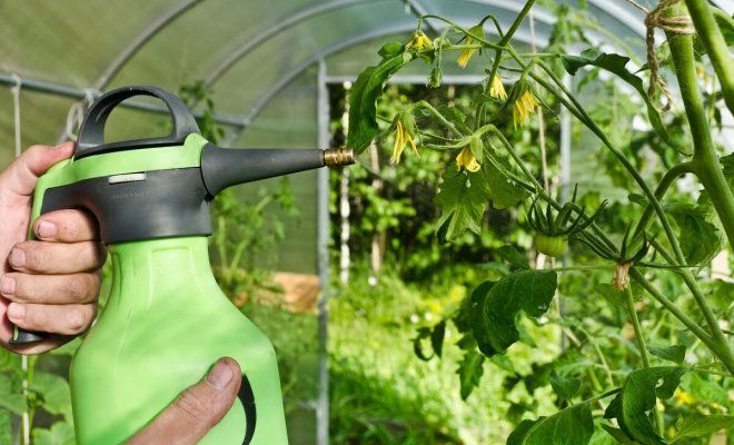 🍅 Завязь есть, но маловато: чем опрыскать помидоры, чтобы урожай удался