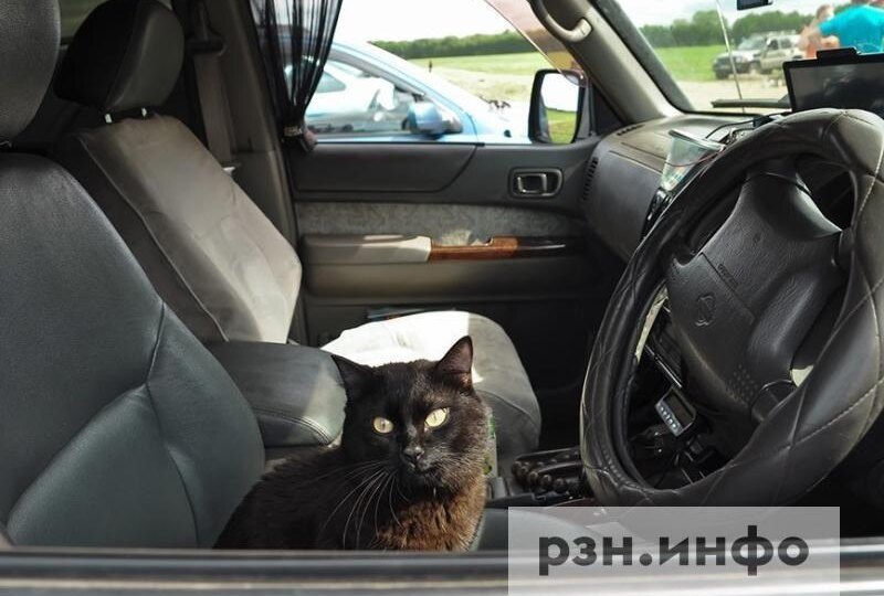 Ветеринары предупредили рязанцев об опасности оставлять животных в машине