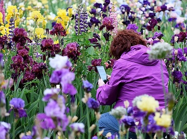 фото питомник ирисов Schreiner's Iris Gardens