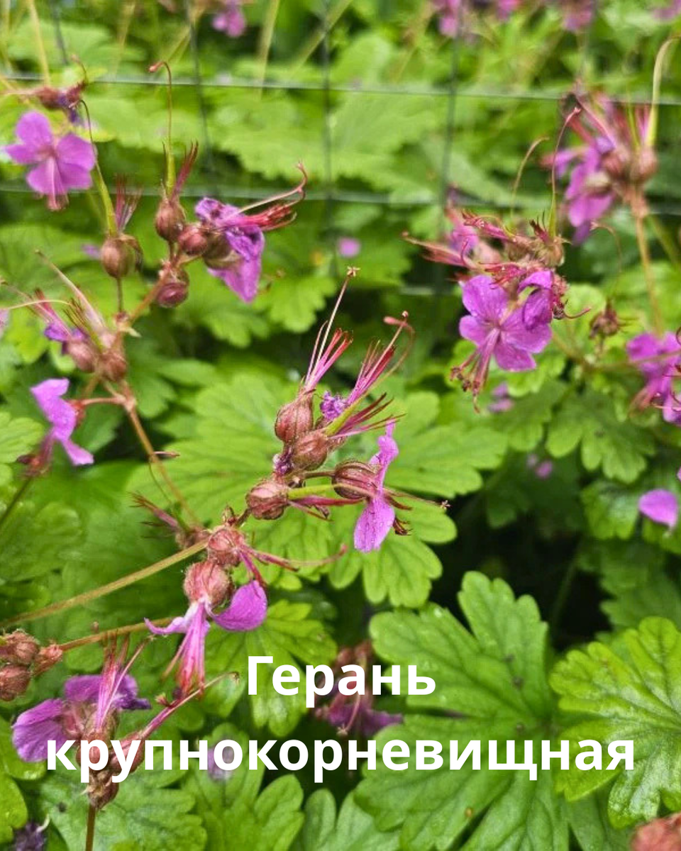 Листайте галерею по стрелочке вправо