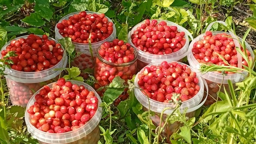 Рязанцы начали массово собирать землянику в лесах