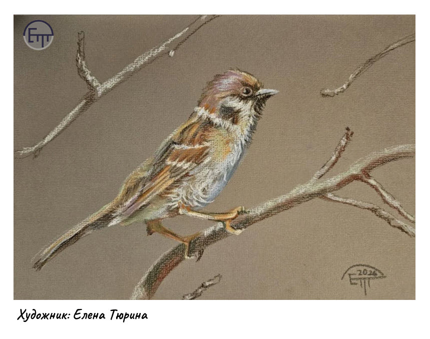 Художник Елена Тюрина. «Полевой воробей». Бумага. Пастельные карандаши. Размер: 21 х 29.7 см., 2026 г. 