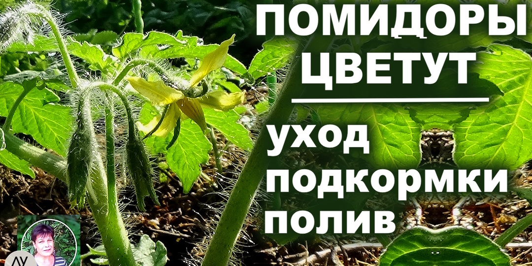 Чем подкормить помидоры во время цветения: мой июньский уход
