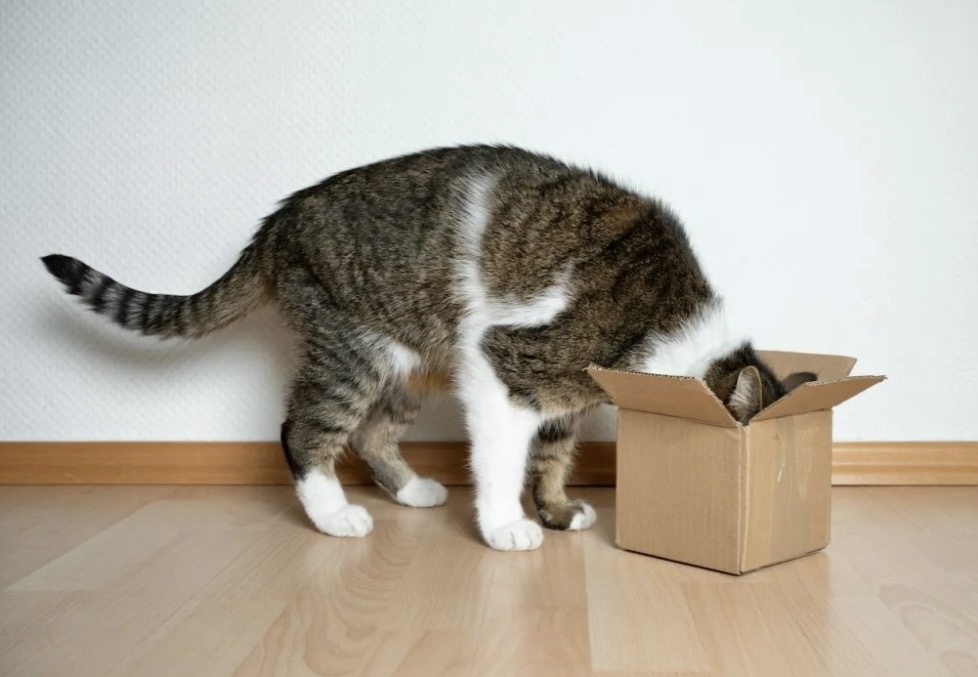 Почему коты так любят коробки 