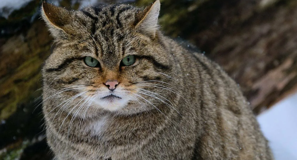 Кот, Который Презирает Диваны: Скрытая Жизнь Европейской Лесной Кошки