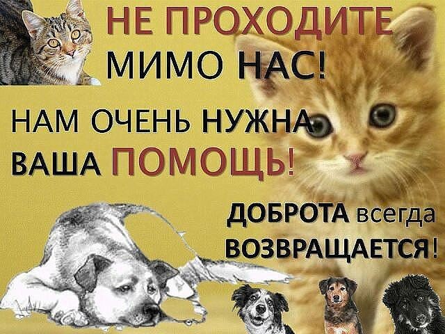 Дорогие друзья и все добрые люди, пожалуйста, ради всего Святого, помогите!!! Спасите приют от голода!!! 1500 собачек кормят всего трое.