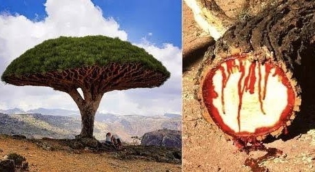 Фотографию взяла в открытом доступе в интернете 