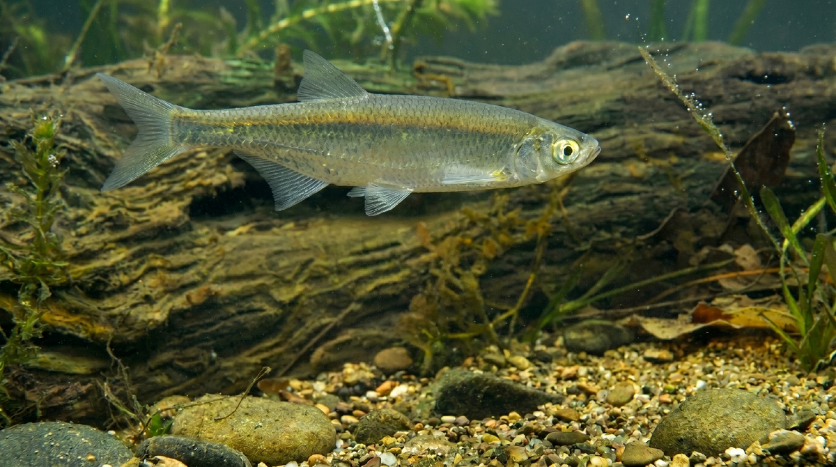 Уклейка (лат. Alburnus alburnus).