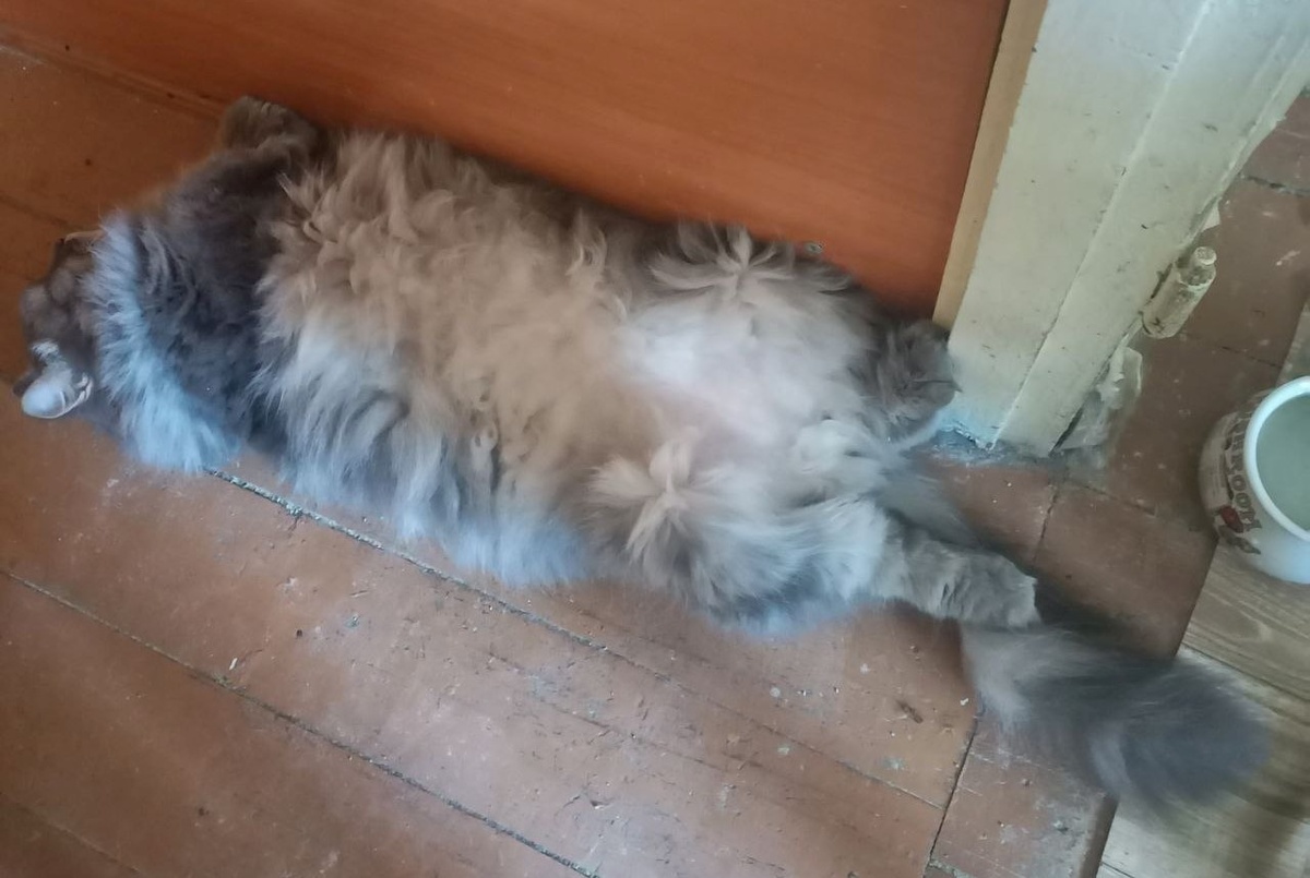 Верность - признак котоджентльмена)