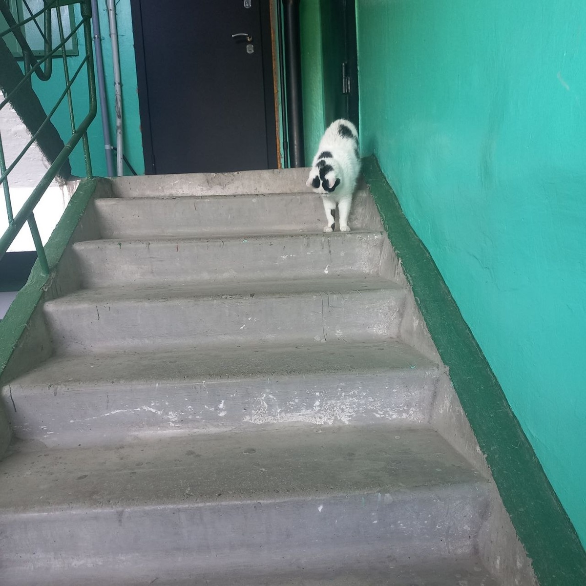 Синги: "Тут продажнее!"😺