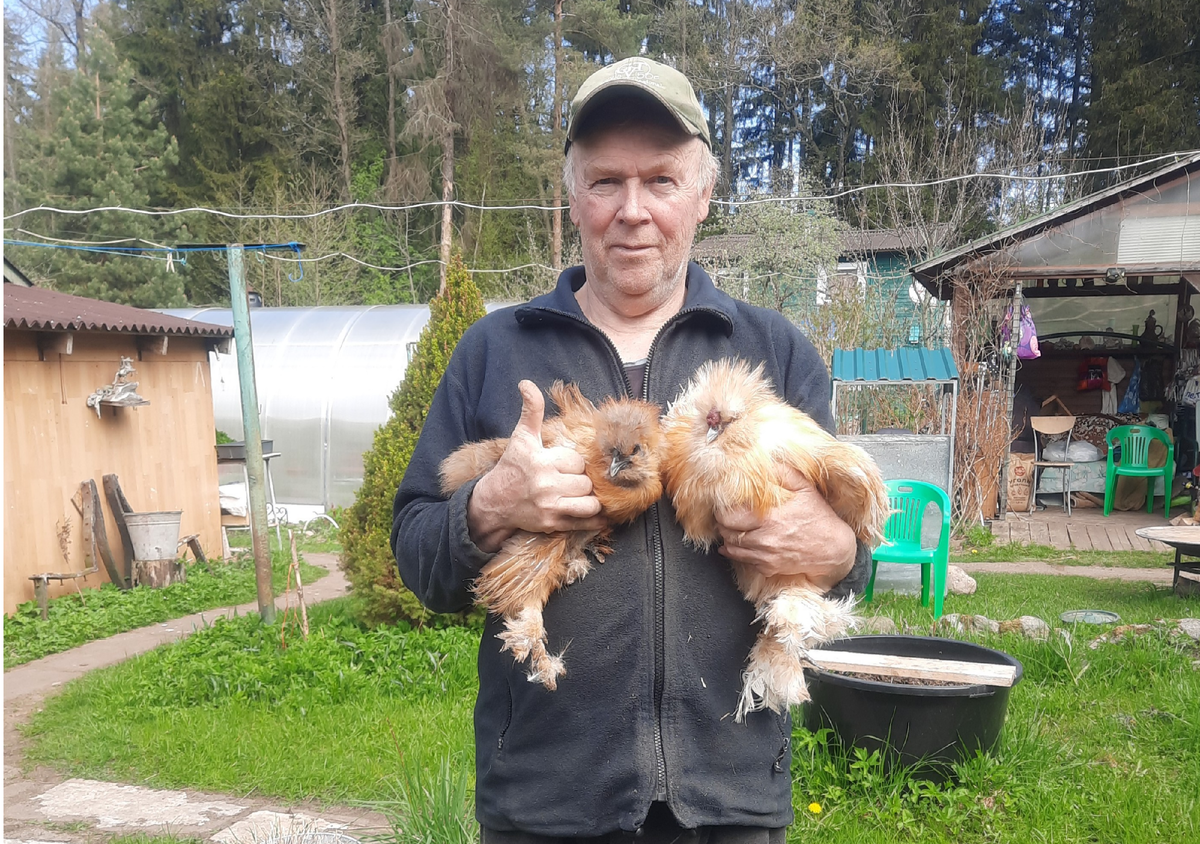 Я с семейкой шёлковых.  Вынес их  на прогулку в летний вольер