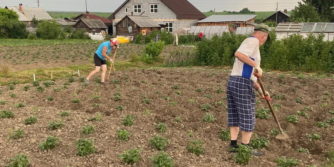 Огородники массово перестают окучивать картошку на огородах. Тяпки уже в прошлом