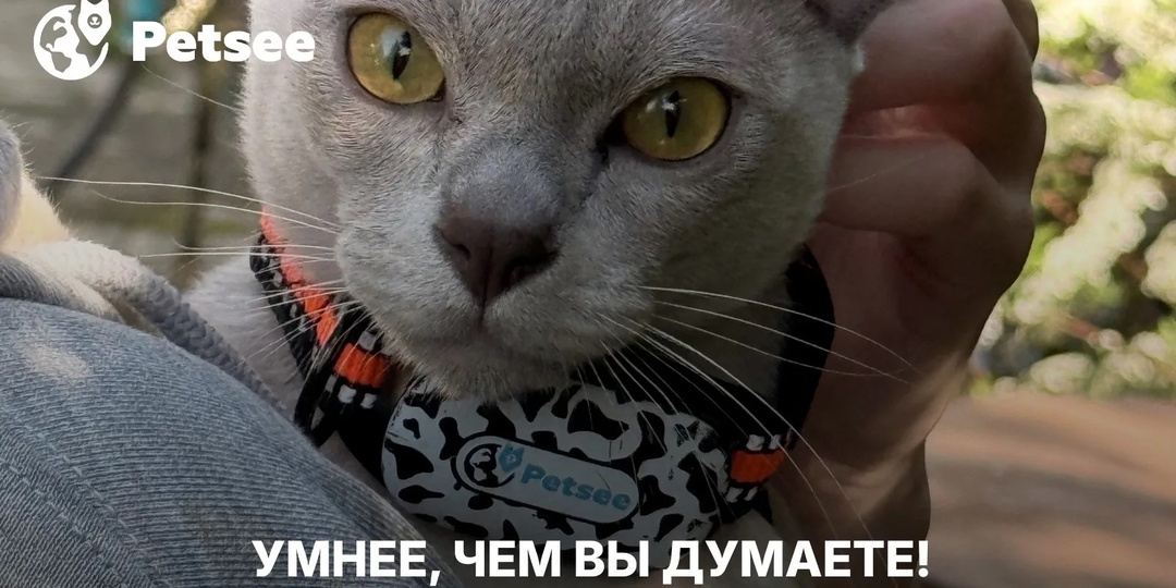 Учёные доказали: кошки понимают людей. И это немного пугает