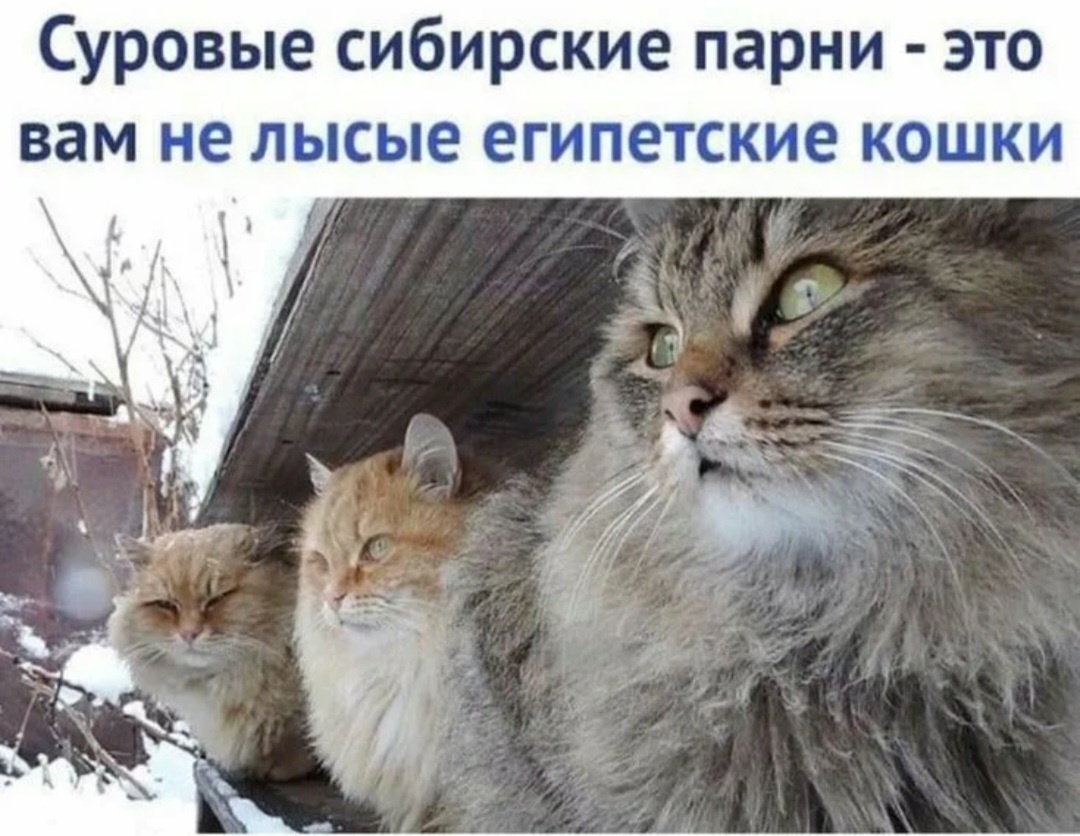 Северные Котики,--взято из интернета с целью ознакомления. 