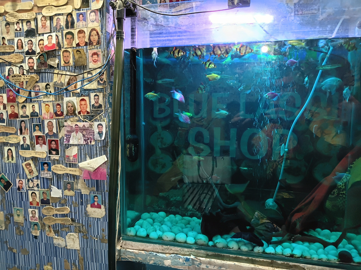 Blue Lassi Shop