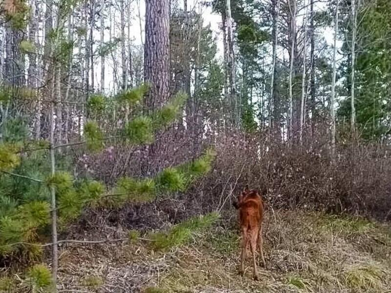 © Фото: Александр Подкорытов | «Заповедное Подлеморье»