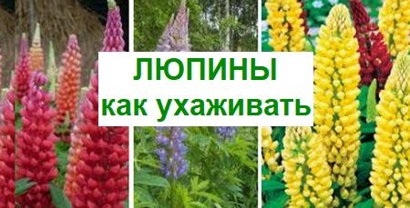 люпины, как ухаживать