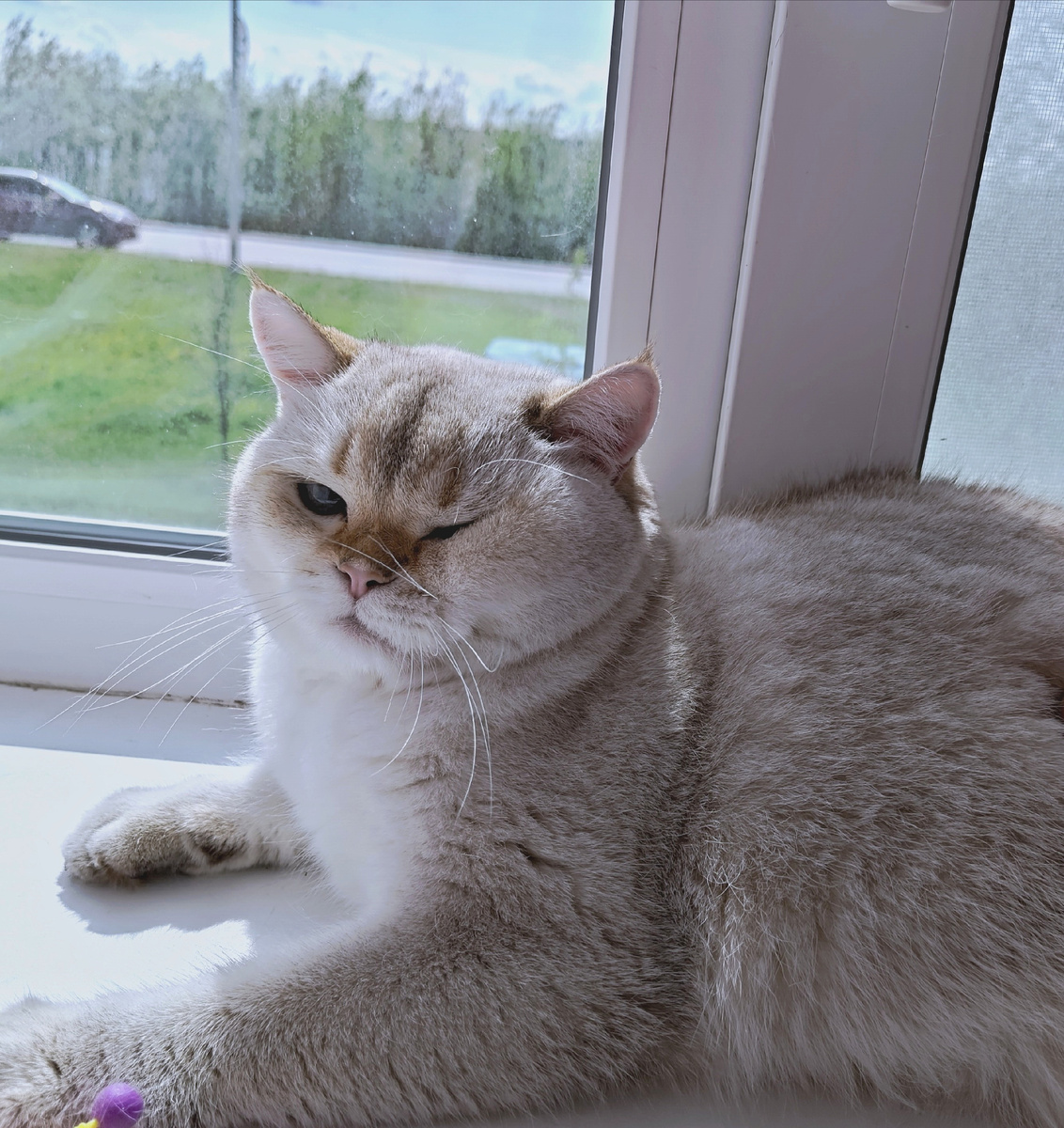 Мой Шурик
