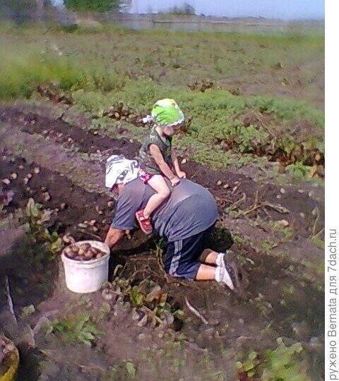 Хватит делать из бабушки скотину. Подслушано