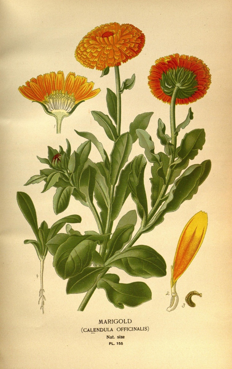 Календула лекарственная на ботанической иллюстрации из книги «Favourite flowers of garden and greenhouse», том 2, 1897 г.