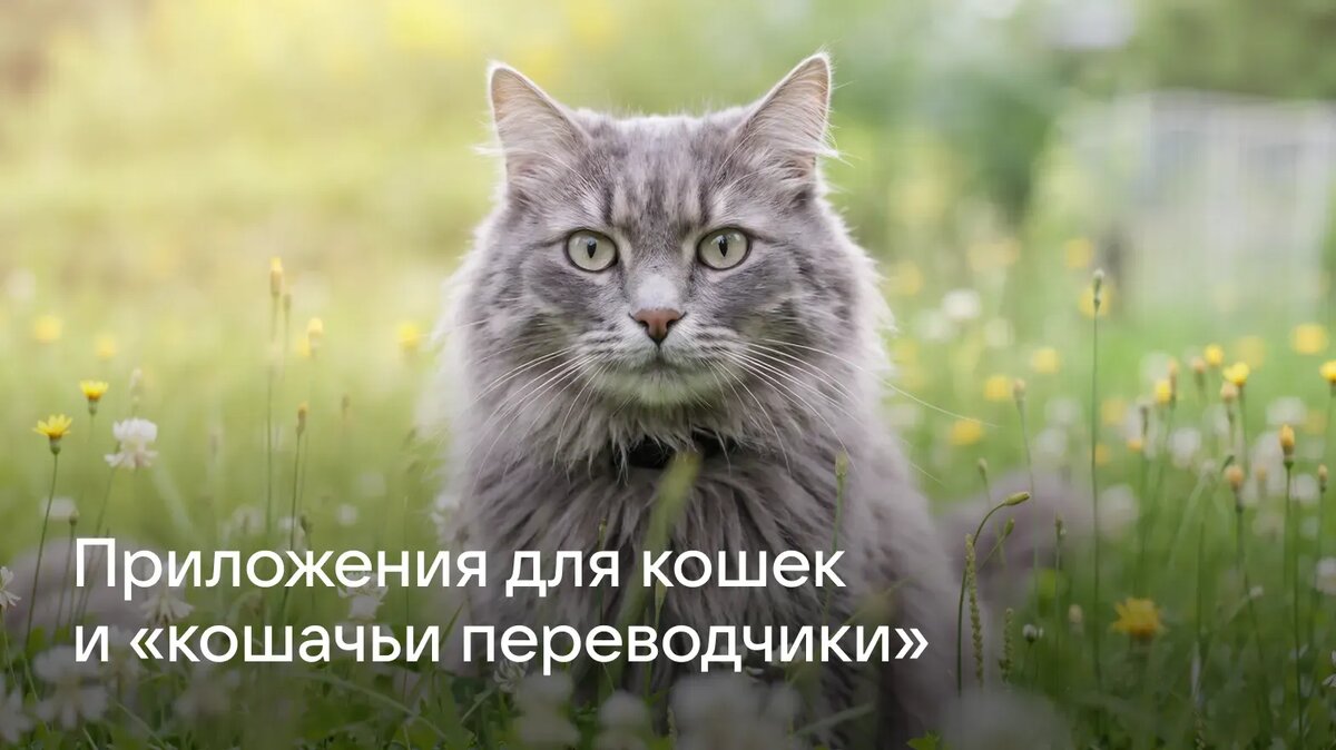    В статье рассказываем о приложениях для владельцев кошек. В подборку вошли интернет-магазины, ветеринарные аптеки и приложения для ухода за питомцем.