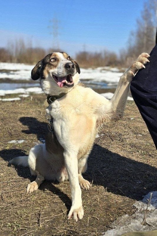 Дрейк в поисках дома 