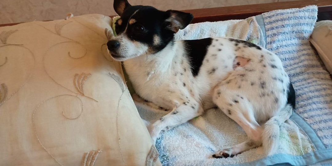 🐾 Привет из дома от Молли — маленькой леди с большим сердцем