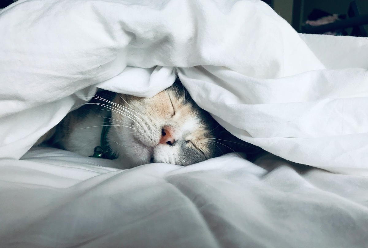    Место для сна, которое выбирает ваша кошка, может многое рассказать о ее характере