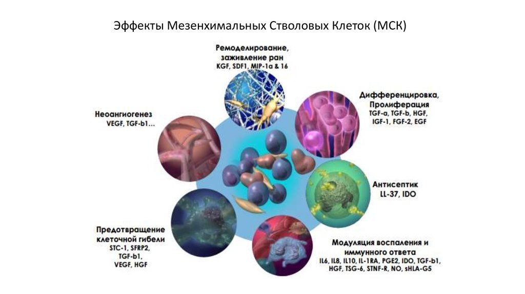 Они работают как «умные биологические фабрики»