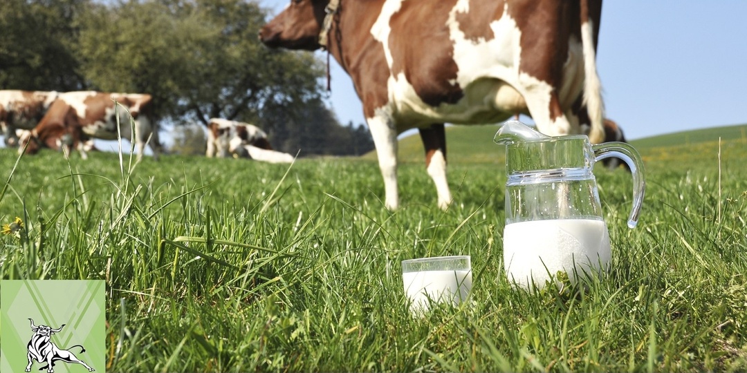 Почему фактическая продуктивность стада часто ниже его потенциала