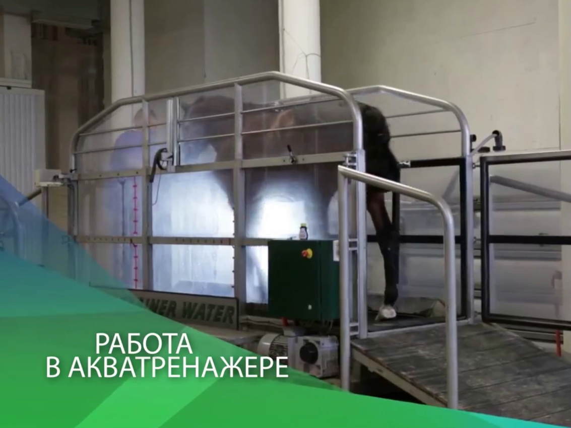 НА ФОТО: аква-тренажер в МАКСИМА ВЕТ